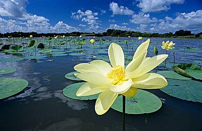 GOG喜加一：《精灵鼠传说》免费领